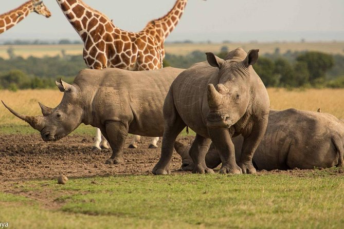 7 Days Kenyan North Safari